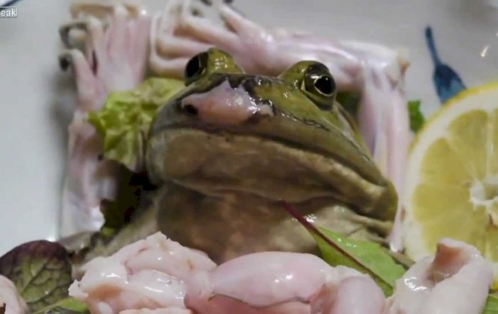 Frog Sashimi, Kuliner Ekstrim Dari Jepang Yang Disajikan Setengah Hidup