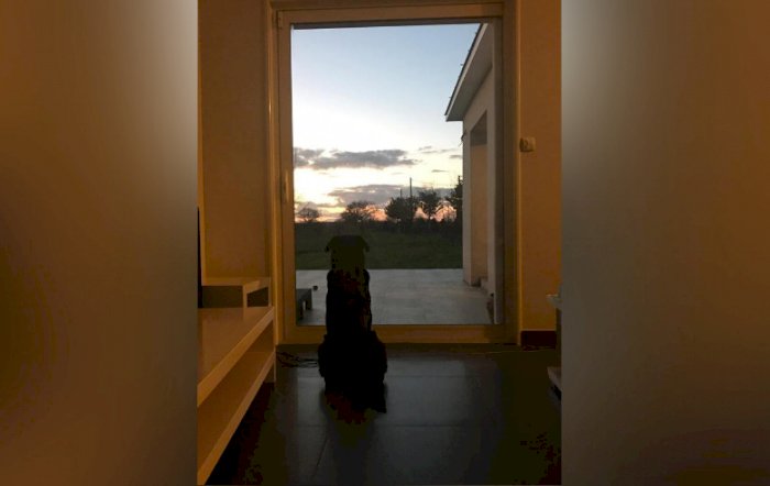Anjing Emiliano Sala Yang Menunggu Kepulangan Sala