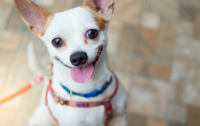 Chihuahua, Ras Anjing Terkecil Di Dunia Yang Lucu 
