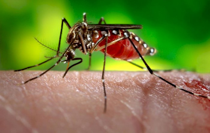 Mengapa Hanya Nyamuk Betina yang Menghisap Darah? | Indozone.id