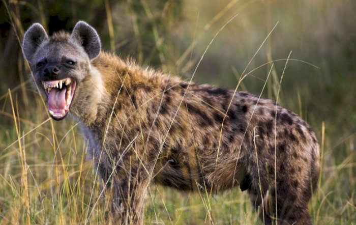 Hyena, Hewan Yang Mirip Anjing Dengan Suara Yang Aneh