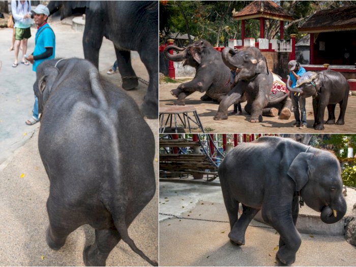 Dipaksa Lakukan Atraksi Hingga Kakinya Patah, Bayi Gajah Ini Mati