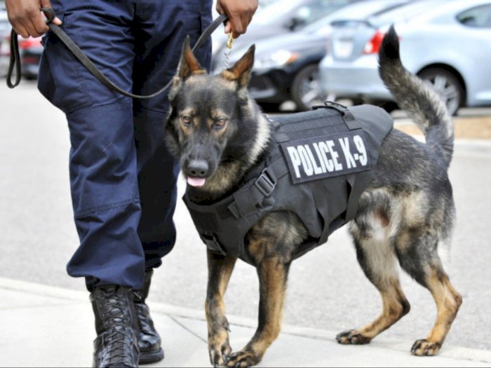 Mengenal K-9, Anjing Polisi Tangguh dan Terlatih