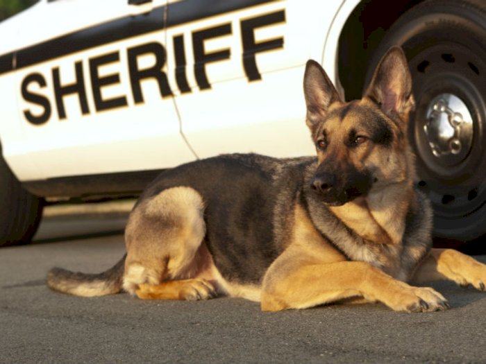7 Jenis Anjing Yang Sering Bantu Polisi Bertugas