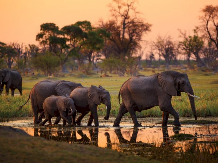 Cabut Larangan Berburu Gading Gajah, Botswana Bikin Dunia Meradang