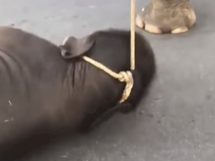 Video Sedih Anak Gajah Kelelahan Akibat Temani Turis