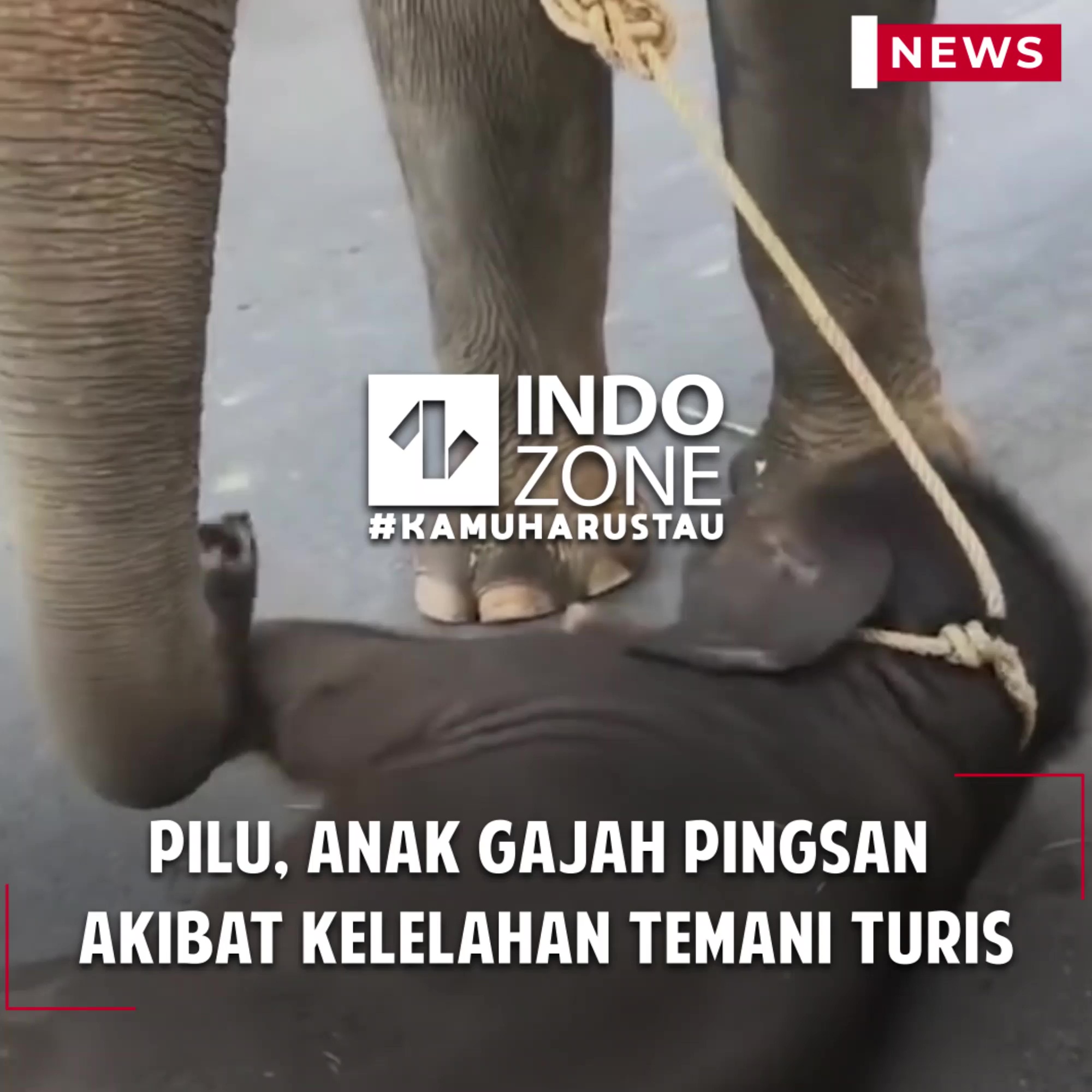 Pilu, Anak Gajah Pingsan Akibat Kelelahan Teman Turis