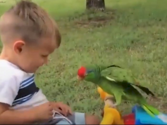 Gemes,  Video Persahabatan Antara Bocah Laki-laki Dengan Burung Beo