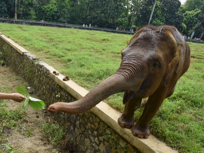 Gawat! Gajah Sumatera Terancam Punah