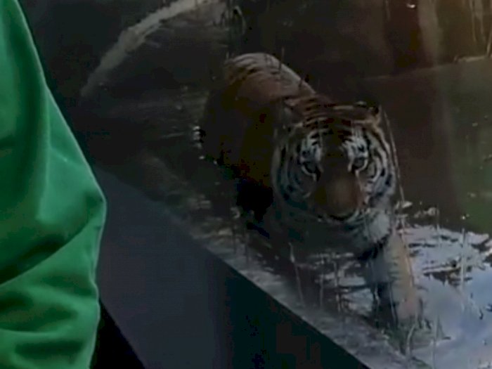 Ancang-ancang Ingin Menerkam, Ending Aksi Harimau Ini Sial Banget!