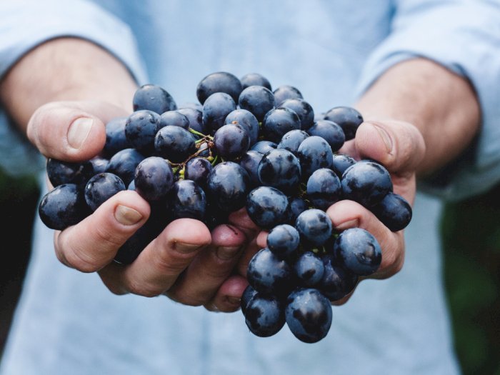 Harus Tau, Ini 7 Manfaat Biji Anggur Untuk Kesehatan