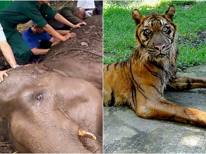 5 Kasus Satwa Mati dan Terlantar di Kebun Binatang Indonesia