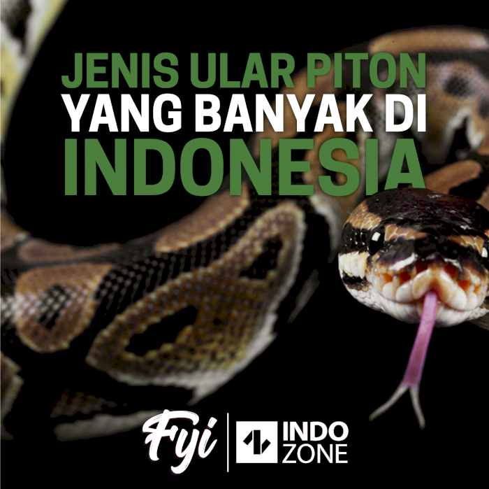 5 Jenis Ular Piton yang Ada Di Indonesia