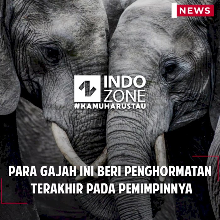 Para Gajah ini Beri Penghormatan Terakhir Pada Pemimpinnya
