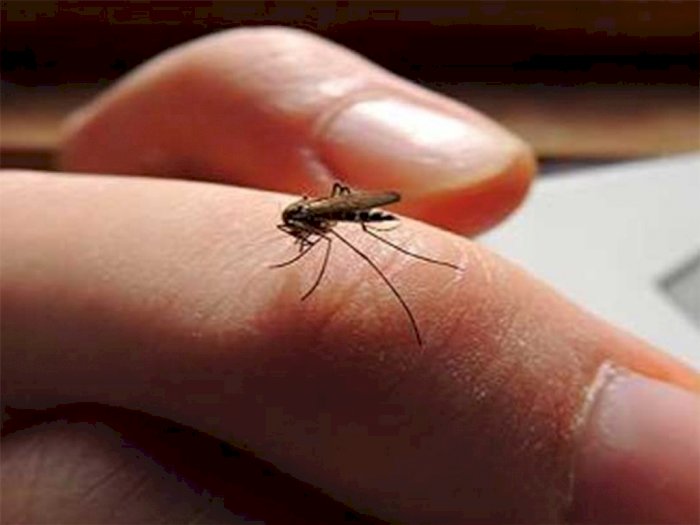 Begini Cara Mengatasi Gigitan Nyamuk