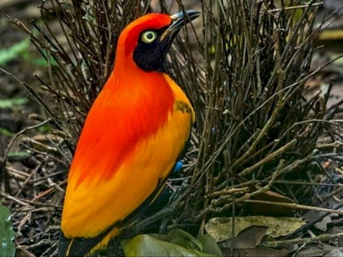 Bower Bird, Si Burung Penghuni Gunung Arfak di Papua