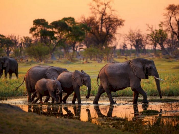 Miris, Populasi Gajah Sumatera Tinggal 200 Ekor