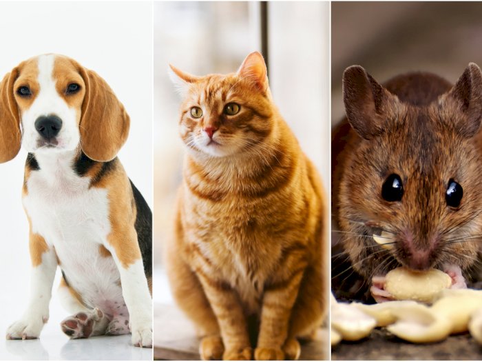 Berikut Ini 5 Hewan yang Bisa Memprediksi Terjadinya Bencana Alam