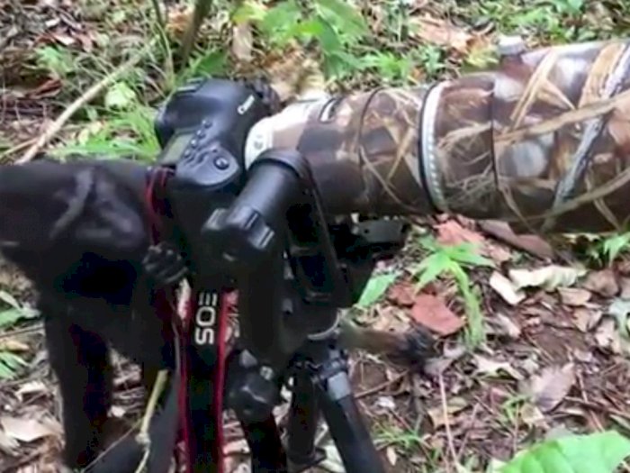 Karena Penasaran, Monyet Ini Beraksi Mencoba Kamera Fotografer Satwa