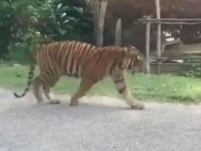 Viral Video Harimau Berkeliaran di Jalanan Terengganu, Warga Panik