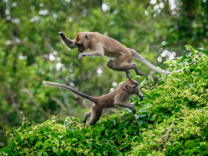 Kawanan Monyet Ekor Panjang Masuk Permukiman Warga