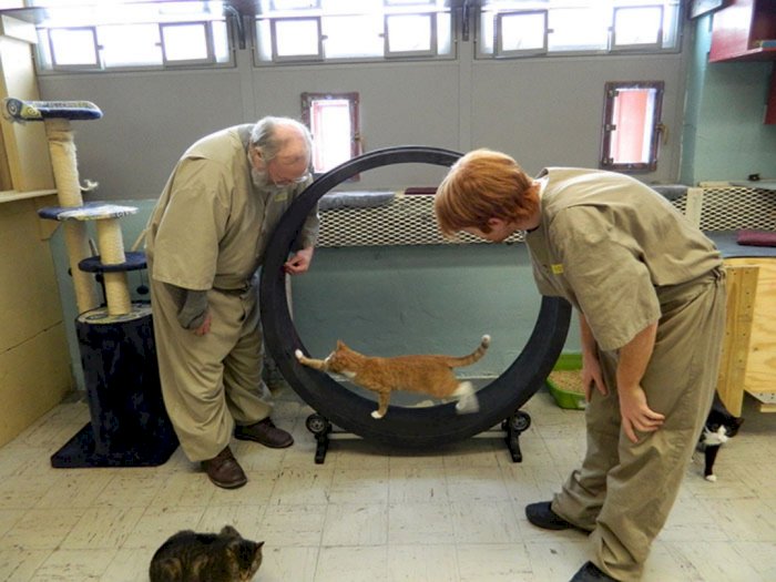 Penampungan Kucing di Penjara