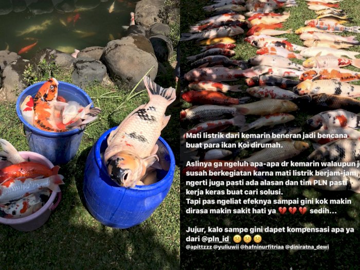 Viral Curhatan Netizen yang Ikannya Mati Gara-gara  Pemadaman Listrik