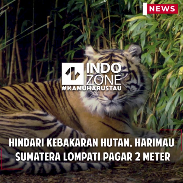 Hindari Kebakaran Hutan, Harimau  Sumatera Lompati Pagar 2 Meter