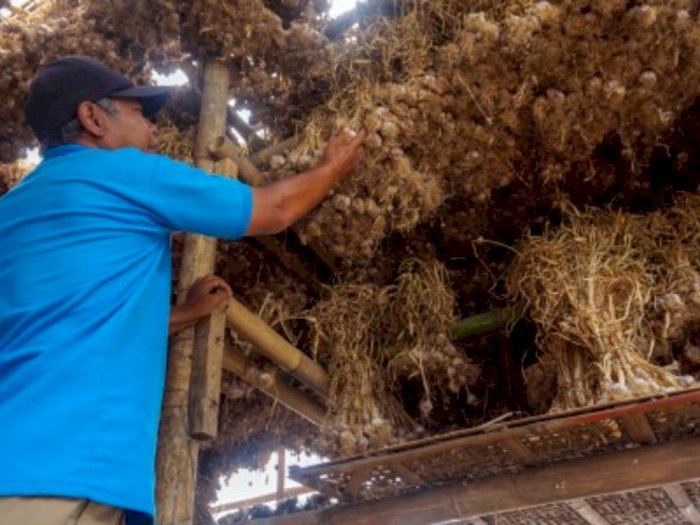 KPK OTT Impor Bawang Putih, Begini Ketergantungan Indonesia