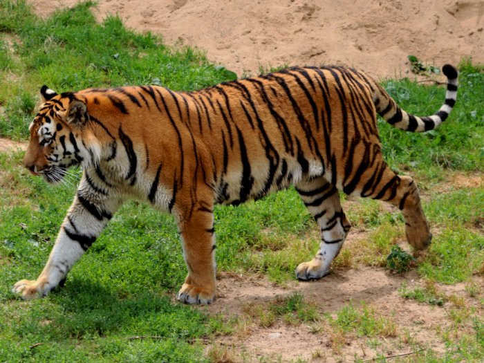 Hindari Kebakaran Hutan, Harimau Sumatera Lompati Pagar 2 Meter