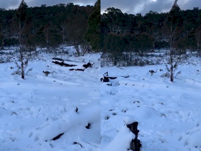 Bahagianya Kanguru Ini Ketika Salju Langka Turun di  Australia