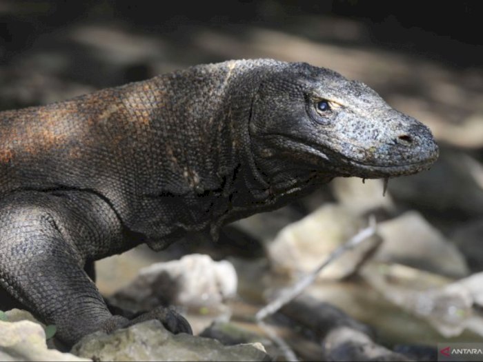 Punahnya Komodo Akibat Perburuan Liar Dan Kerusakan Lingkungan