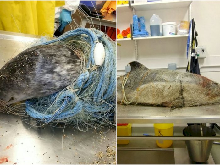 Potret Miris Anjing Laut Dan Lumba-lumba Yang Terlilit Sampah
