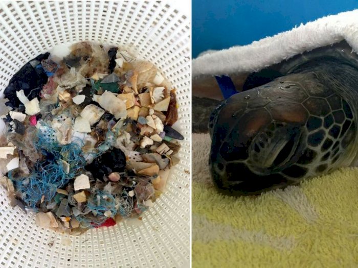 6 Kasus Satwa Laut di Dunia yang Mati Akibat Sampah Plastik