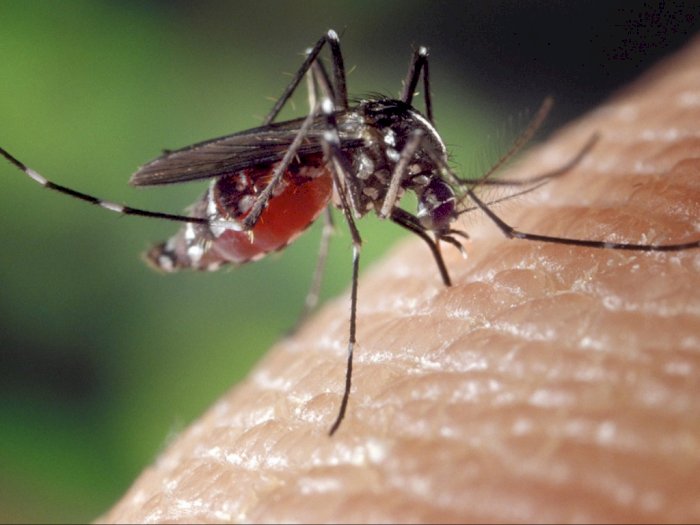 4 Bahaya Penyakit Bawaan Nyamuk!