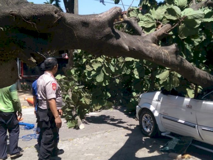 Pohon Tumbang Timpa Mobil di Universitas Pancasila