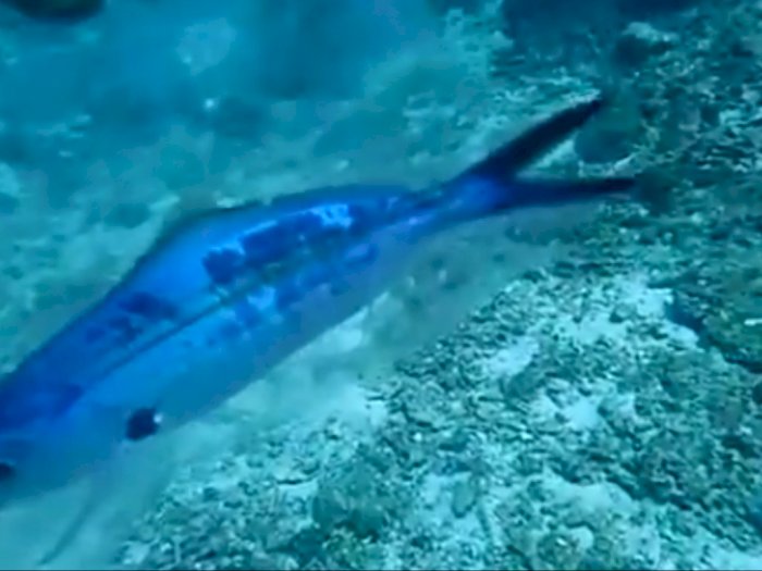 Penampakan Miris Ikan Kecil yang Terjebak di Dalam  Plastik