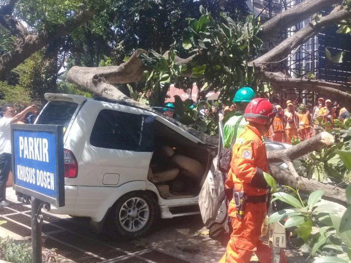 Pohon Tumbang di Universitas Pancasila Diduga Karena Angin Kencang