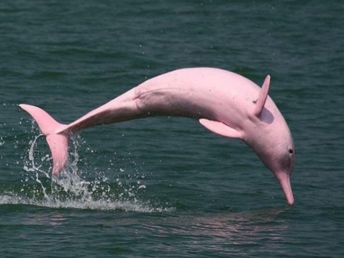 Fakta Unik Lumba-lumba Pink di Sungai Amazon