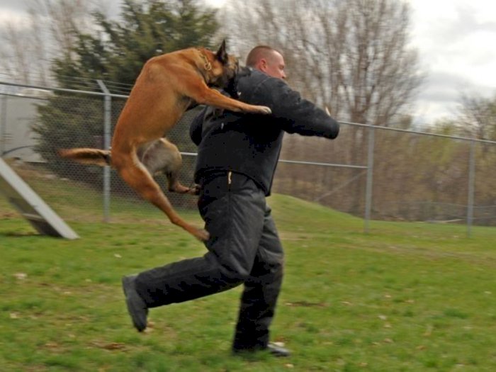 foto anjing galak
