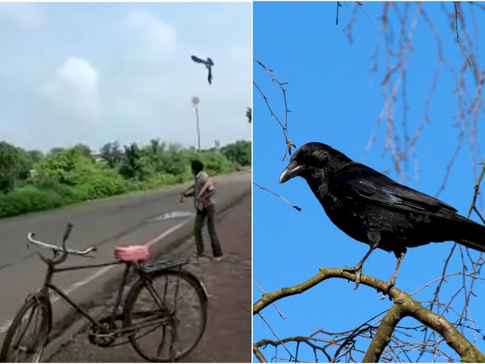 Pria di India Diserang Burung Gagak Selama 3 Tahun