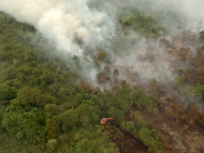 Puluhan Hektar Kawasan Taman Hutan Raya di Jambi Terbakar