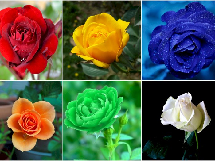 Makna yang Terkandung Di Balik 6 Warna Bunga Mawar