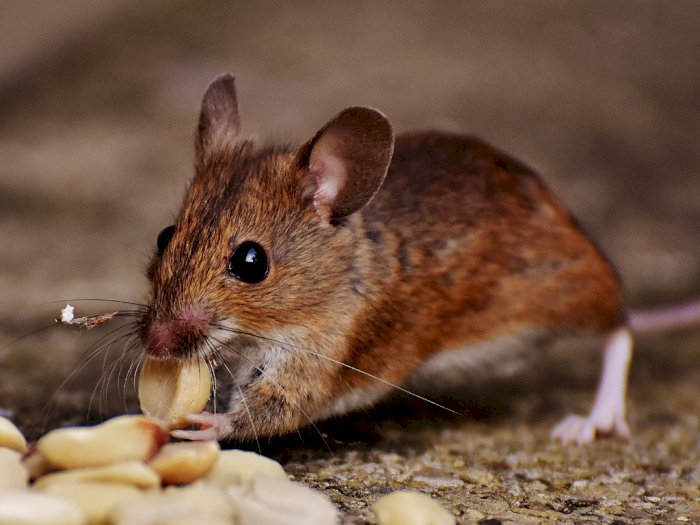 11 Cara Paling Ampuh Mengusir Tikus di Rumah 