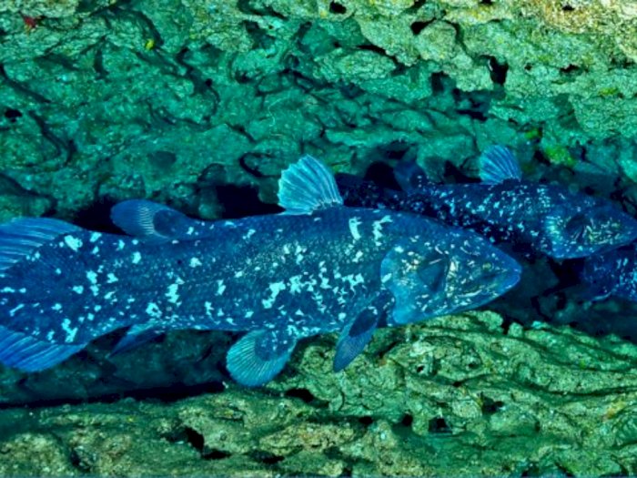 Raja Laut, Ikan Purba Yang Lebih Tua Dari Dinosaurus