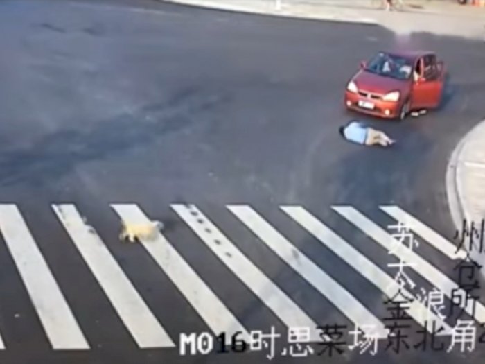 Lihat Penyebrang Jalan Tertabrak, Begini Reaksi Anjing Ini