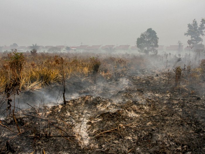 BNPB Sebut Hutan yang Terbakar Selalu Berubah Jadi Lahan Perkebunan