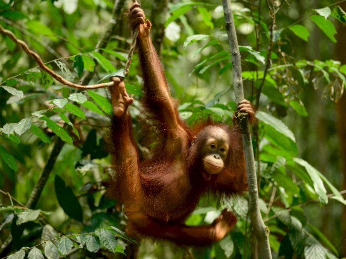 Wow, Ternyata Orangutan Dulu Juga Ada di Jawa