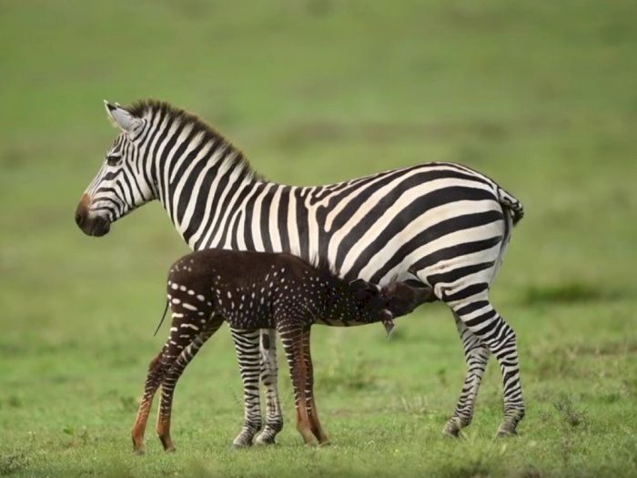 Potret Langka Zebra Tutul yang Tertangkap Kamera di  Kenya