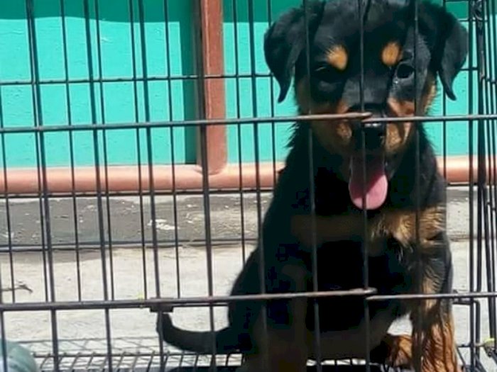 Pemerintah Yogyakarta Siapkan Aturan Larangan Konsumsi Daging Anjing
